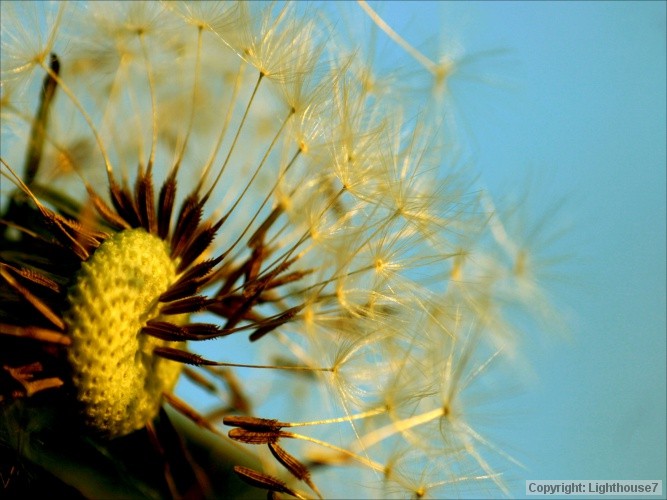 seeds